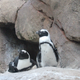 Sidney and Bette (Image: The National Aviary)